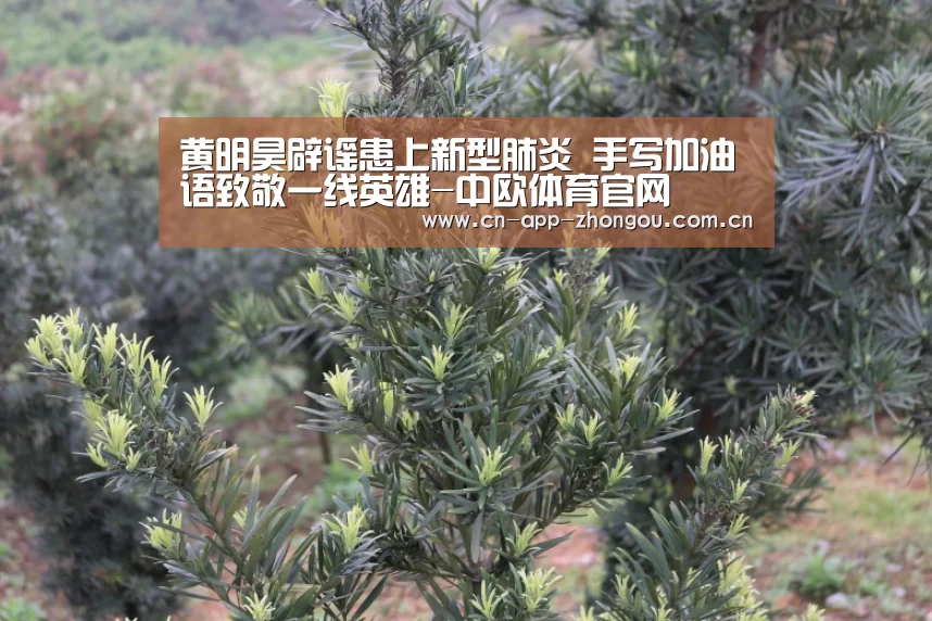 中欧体育平台