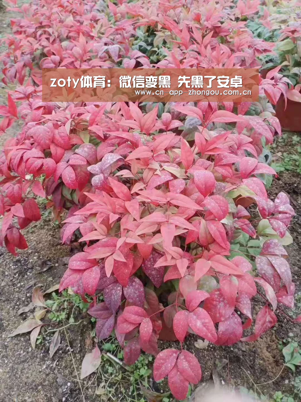 zoty体育:微信变黑 先黑了安卓(图1) zoty体育